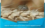Перелёт клопа-черепашки на посевы озимых зерновых культур